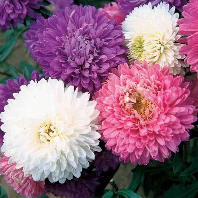 Flower Seeds, Seeds,Seeds For Planting,Plant Seeds