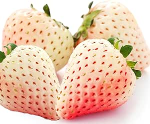 White Alpine Strawberry Fruit Seeds – Heirloom, Non-GMO Seeds for Indoor & Outdoor Berry Planting