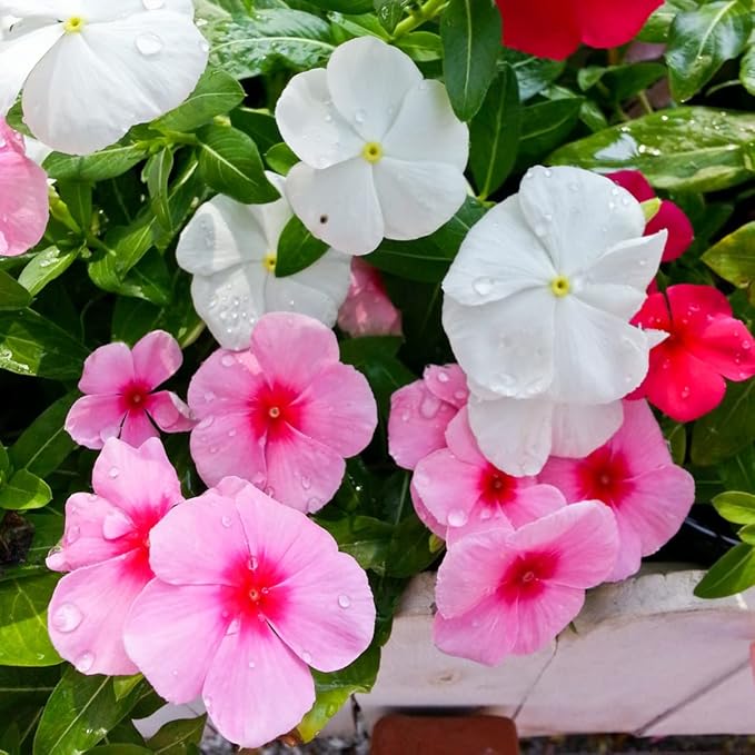 Mixed Periwinkle Flower Seeds for Planting Heirloom Non-GMO High Germination Organic Garden Seeds