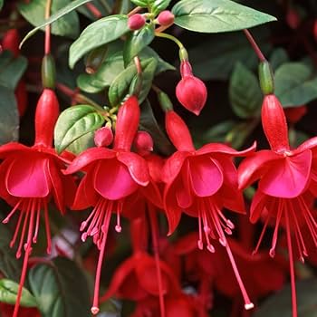 Red Double Petals Fuchsia Seeds for Planting – Heirloom, Non-GMO, Low Maintenance, High Germination