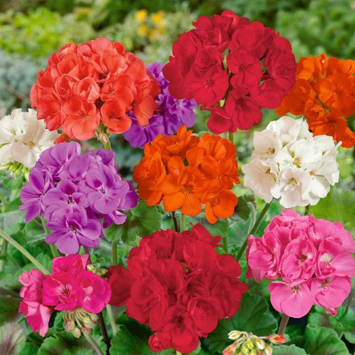 Multi Colour Geraniums Flower Seeds for Planting – Heirloom, Non-GMO, Long Bloom, High Germination