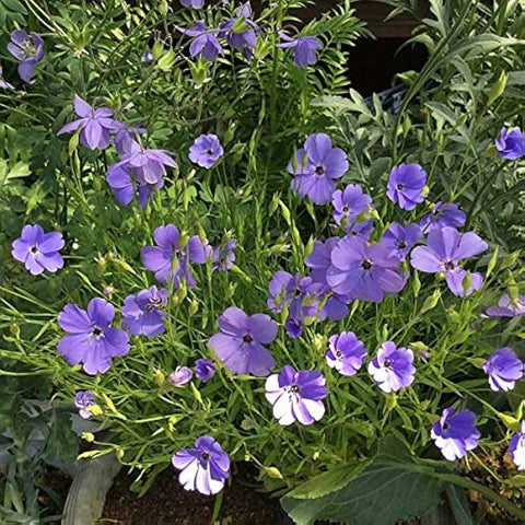 Flower Seeds, Seeds,Seeds For Planting,Plant Seeds