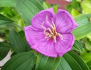 Bevans Flower Seeds for Planting – Garden Favorite, Heirloom, Non-GMO, High Germination Organic Garden Seeds