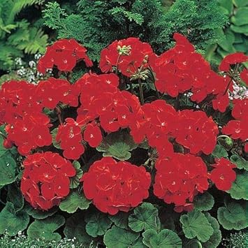 Flower Seeds, Seeds,Seeds For Planting,Plant Seeds
