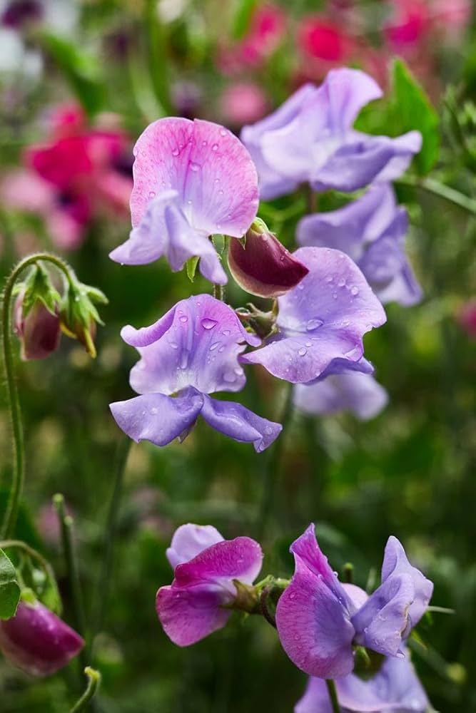 Pink Blue Sweet Pea Flower seeds for Planting - Wildflower Mix, Heirloom & GMO Free Seeds for Home Garden