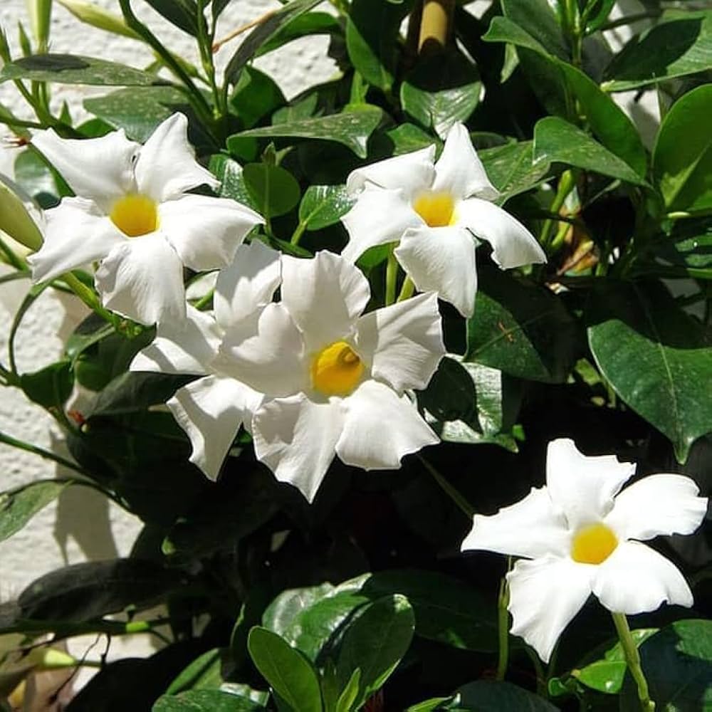 White Mandevilla Sanderi Flower Seeds for Planting – Easy to Grow, Heirloom, Non-GMO, High Germination Organic Garden Seeds