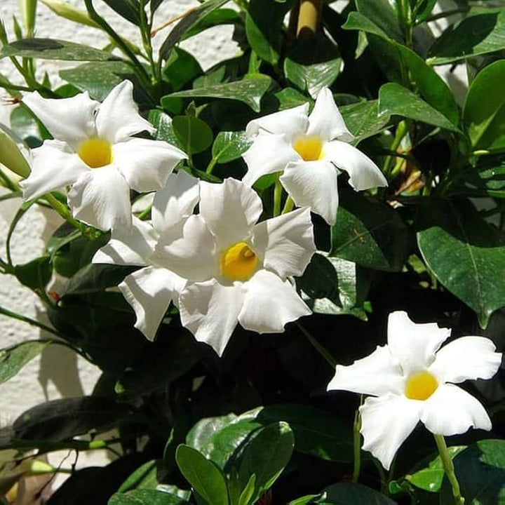 White Mandevilla Sanderi Flower Seeds for Planting – Easy to Grow, Heirloom, Non-GMO, High Germination Organic Garden Seeds