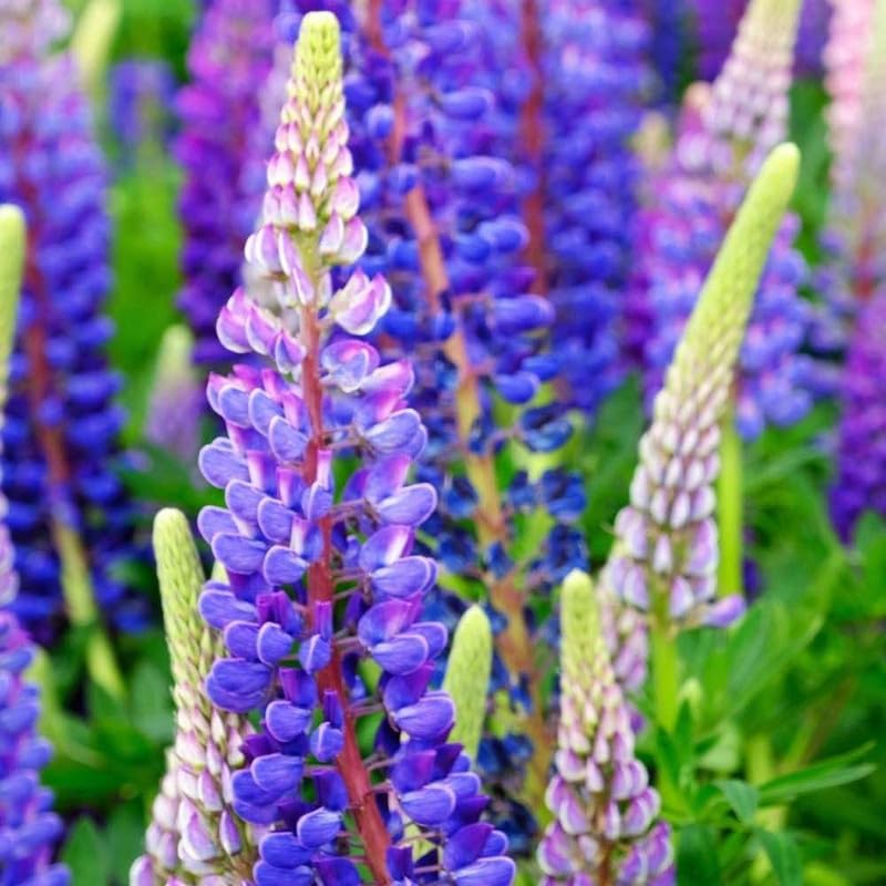 Blue Lupine Flower seeds for Planting - Pollinator Friendly, Heirloom & GMO Free Seeds for Home Garden