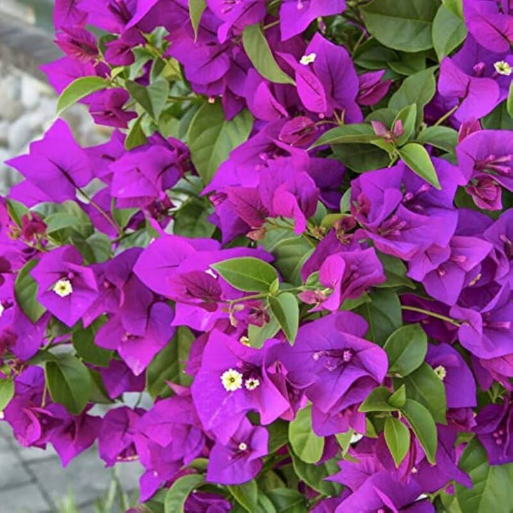 Light Violet Bougainvillea Flower Seeds for Planting – Heirloom, Non-GMO, High Germination Seeds