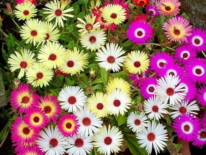 Mischfarbe Flower Seeds for Planting – Heirloom Non-GMO, High Germination Organic Garden Seeds, Pollinator Friendly