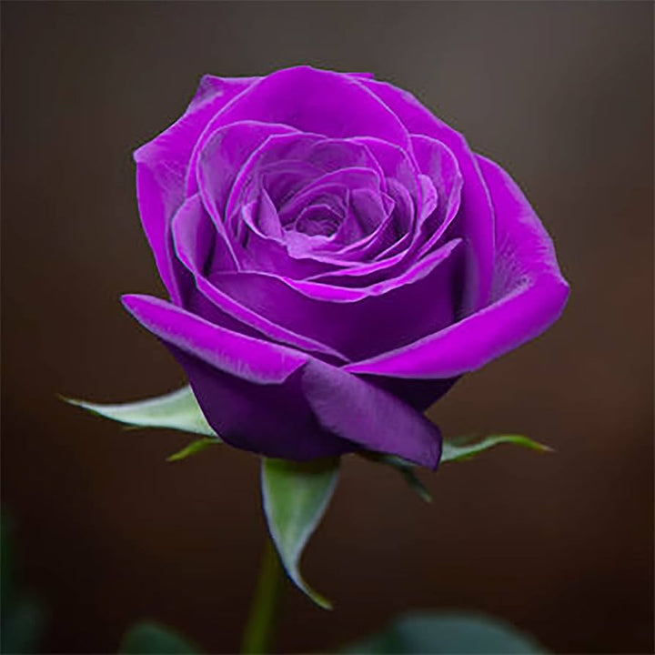 Rose Tree Flower Seeds for Planting, Violet – Heirloom, Non-GMO, High Germination Organic Garden Seeds