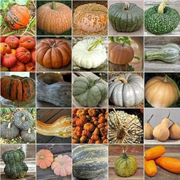 Vegetable Seeds,Garden seeds, Seeds For Planting,Plant Seeds