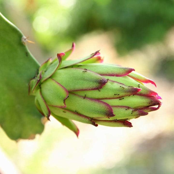 Fruit Seeds,Garden seeds, Seeds For Planting,Plant Seeds