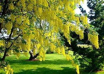 Yellow Ambizu Flower Seeds for Planting – Vibrant Blooms for Home &amp; Garden