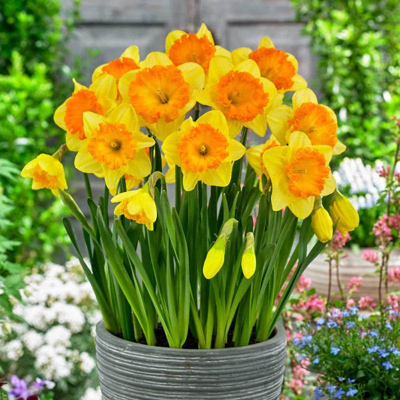 Yellow Orange Narcissus Flower Seeds for Planting – Heirloom, Non-GMO, Wildflower Mix, High Germination