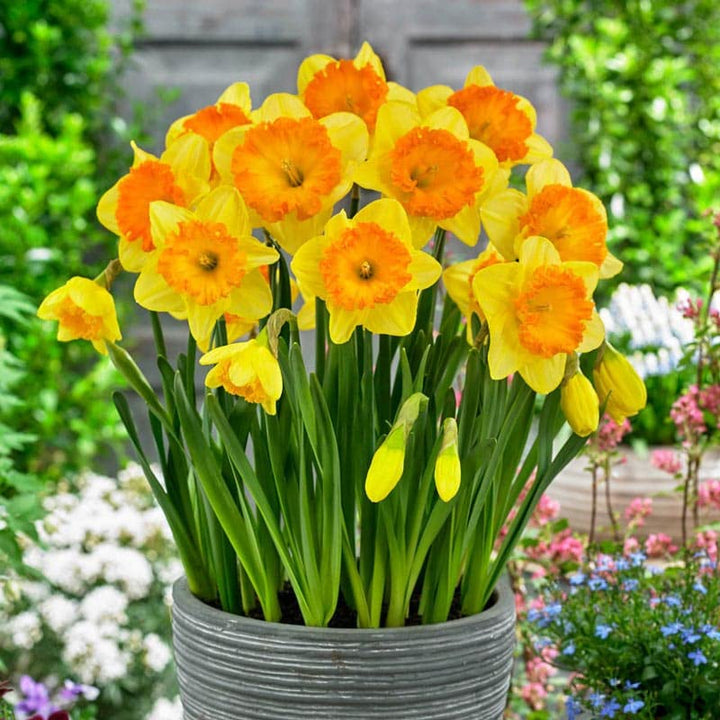 Yellow Orange Narcissus Flower Seeds for Planting – Heirloom, Non-GMO, Wildflower Mix, High Germination