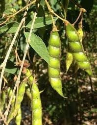 Vegetable Seeds,Garden seeds, Seeds For Planting,Plant Seeds