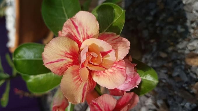 Pink Yellow Adenium Obesum Seeds for Planting – Heirloom, Non-GMO, High Germination Organic Garden Seeds