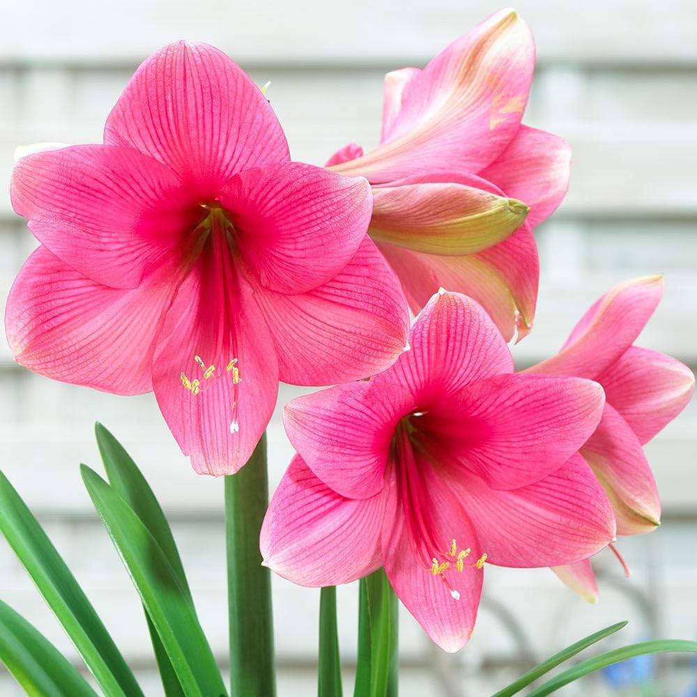 Pink Amaryllis Flower Seeds for Planting – Low Maintenance, Heirloom, Non-GMO, High Germination Organic Garden Seeds