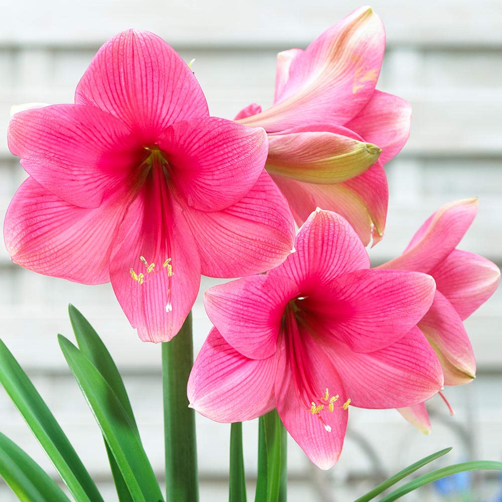 Pink Amaryllis Barbados Flower Seeds for Planting – Heirloom, Non-GMO, Drought Tolerant, High Germination