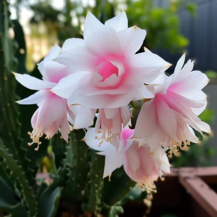 Weihnachtskaktus Flower Seeds for Planting | Heirloom, Non-GMO, High Germination Organic Garden Seeds for Indoor Blooms