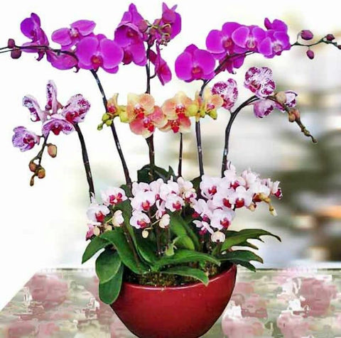 Flower Seeds, Seeds,Seeds For Planting,Plant Seeds