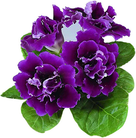 Flower Seeds, Seeds,Seeds For Planting,Plant Seeds