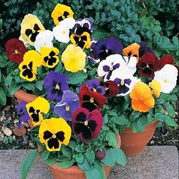 Multi Colour Pansy Flower Seeds for Planting – Heirloom, Non-GMO Wildflower Mix for Home Garden