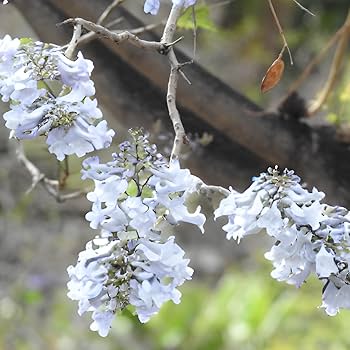 White Jacaranda Flower Seeds for Planting – Heirloom Non-GMO, High Germination Organic Garden Seeds