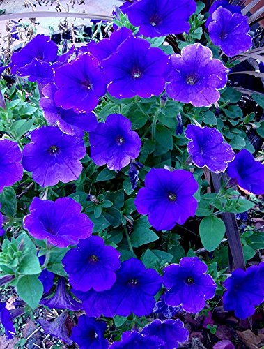 Deep Blue Petunia Flower Seeds for Planting – Heirloom, Non-GMO, High Germination, Easy to Grow