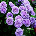 Climbing Roses Flower Seeds for Planting – Heirloom, Non-GMO, High Germination Organic Garden Seeds