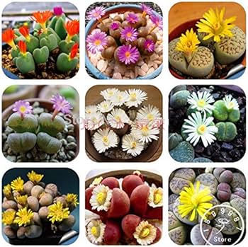 Mixed Gibbaeum Flower Seeds for Planting – Heirloom Non-GMO GMO Free Seeds for Home Garden