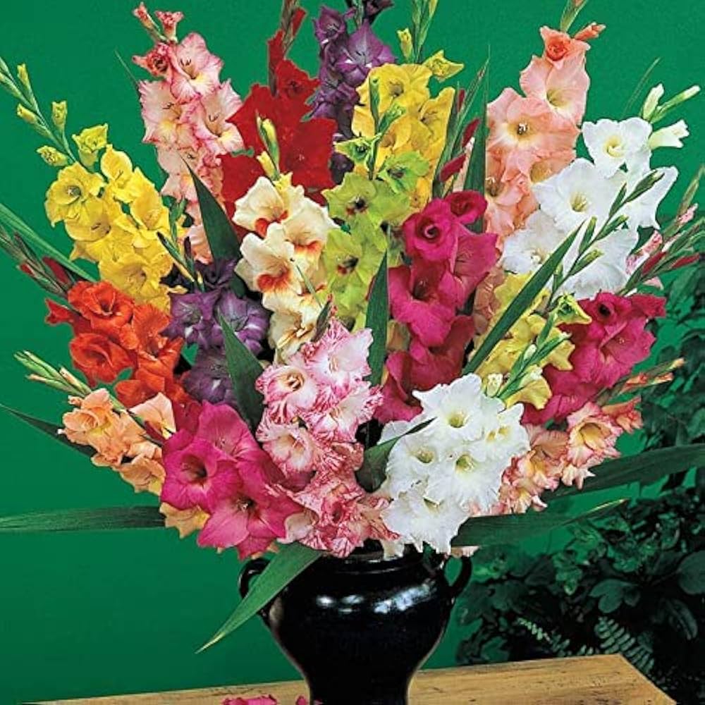Peach Gladiolus Flower Seeds – Heirloom, Non-GMO, High Germination Organic Garden Seeds for Planting