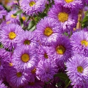 Flower Seeds, Seeds,Seeds For Planting,Plant Seeds