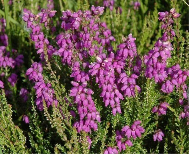Violet Calluna Flower Seeds for Planting – Heirloom, Non-GMO, High Germination Organic Garden Seeds