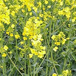 Flower Seeds, Seeds,Seeds For Planting,Plant Seeds