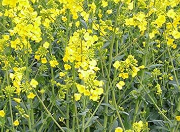 Flower Seeds, Seeds,Seeds For Planting,Plant Seeds