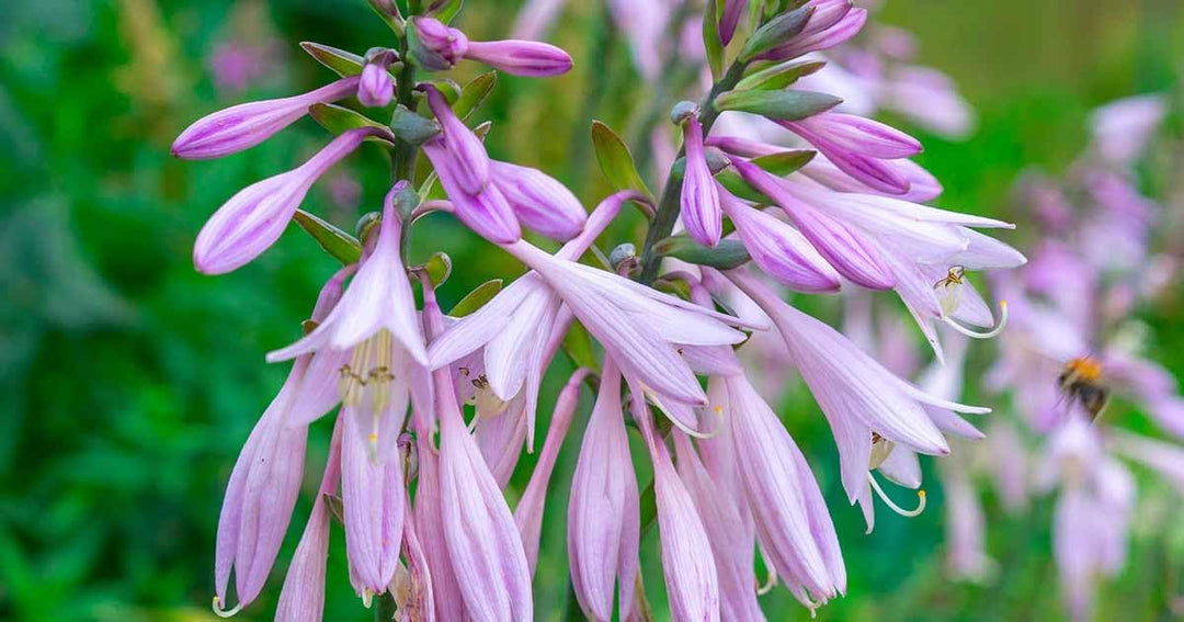 planting hosta seeds in fall Hosta Flower Seeds for Planting – Sun Loving, Heirloom, Non-GMO, High – Earthechoseeds