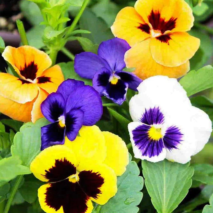 Mixed Pansy Flower Seeds for Planting – Cottage Garden Essential, Heirloom, Non-GMO, High Germination Organic Garden Seeds