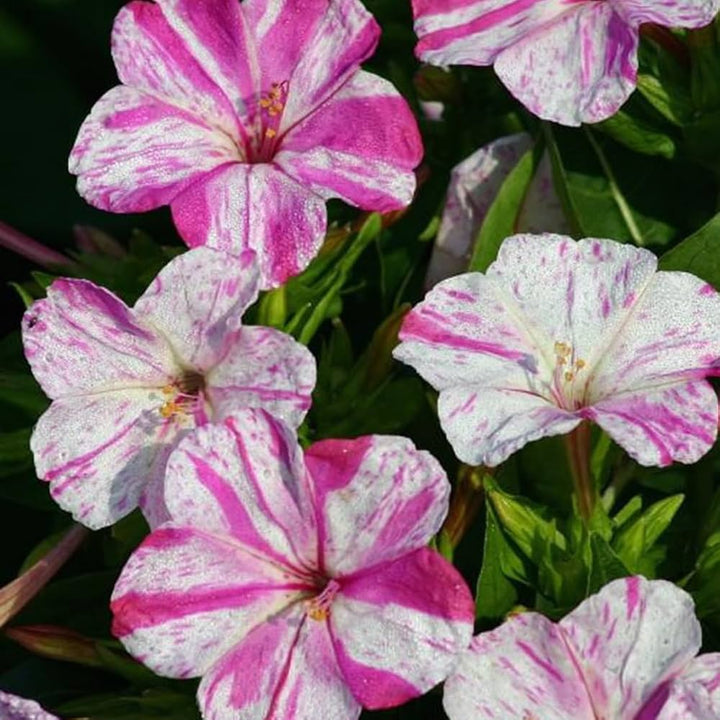 Pink White Mirabilis Flower Seeds for Planting – Heirloom Non-GMO Organic Garden Seeds with High Germination