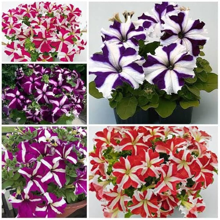 Mixed Mexican Petunia Flower Seeds for Planting – Heirloom Non-GMO, High Germination Organic Garden Seeds