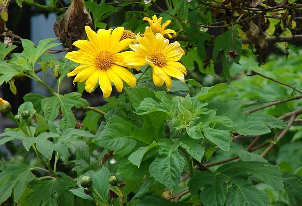 Yellow Sunflower Flower Seeds for Planting – Heirloom, Non-GMO, High Germination Organic Garden Seeds