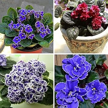 Flower Seeds, Seeds,Seeds For Planting,Plant Seeds