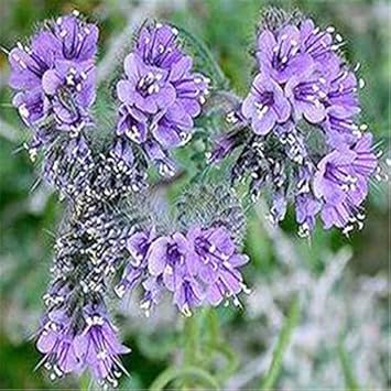 Flower Seeds, Seeds,Seeds For Planting,Plant Seeds