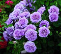 Violet Climbing Rose Flower Seeds for Planting – Heirloom, Non-GMO Compact-Growth Organic Garden Seeds