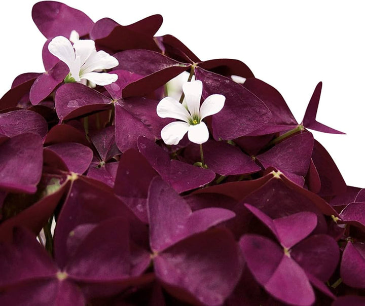 Flower Seeds, Seeds,Seeds For Planting,Plant Seeds