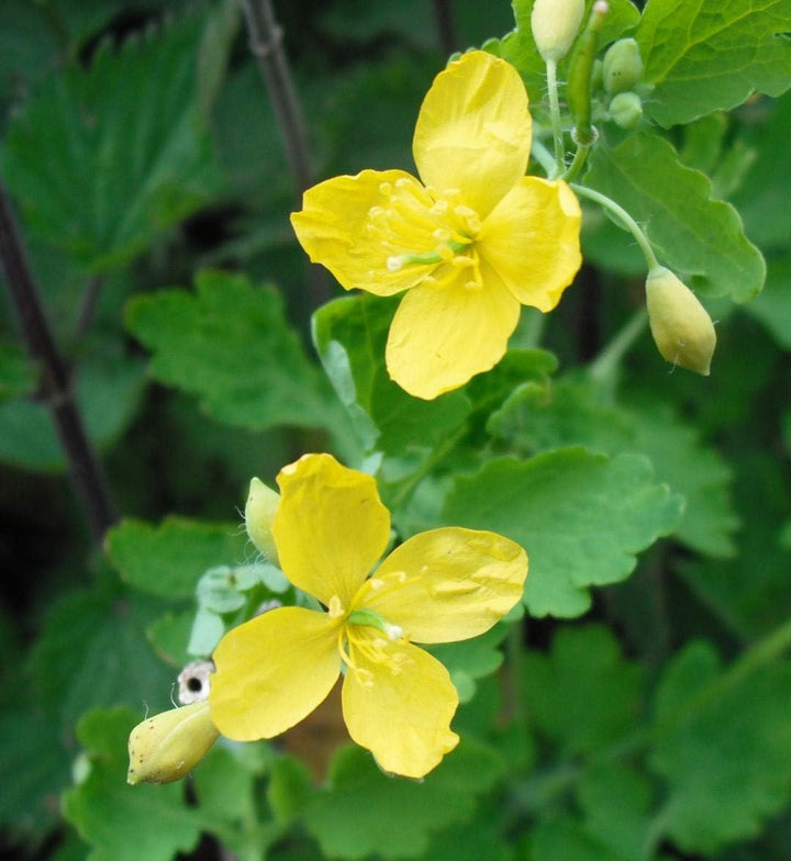 Flower Seeds, Seeds,Seeds For Planting,Plant Seeds