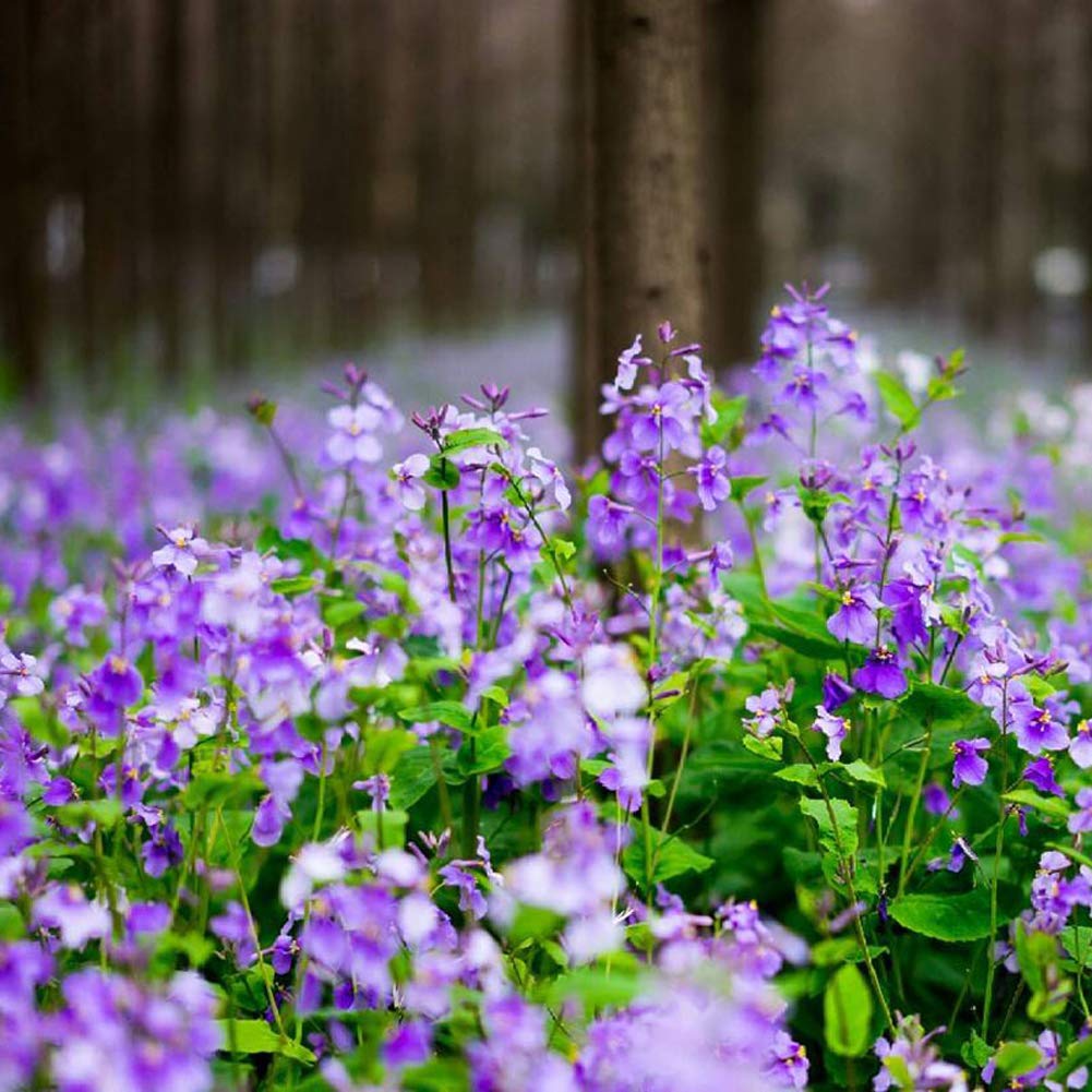 Flower Seeds, Seeds,Seeds For Planting,Plant Seeds