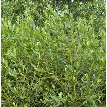 Flower Seeds, Seeds,Seeds For Planting,Plant Seeds