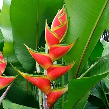 Heliconia Pogonantha Flower Seeds for Planting – Heirloom Non-GMO, High Germination Organic Garden Seeds